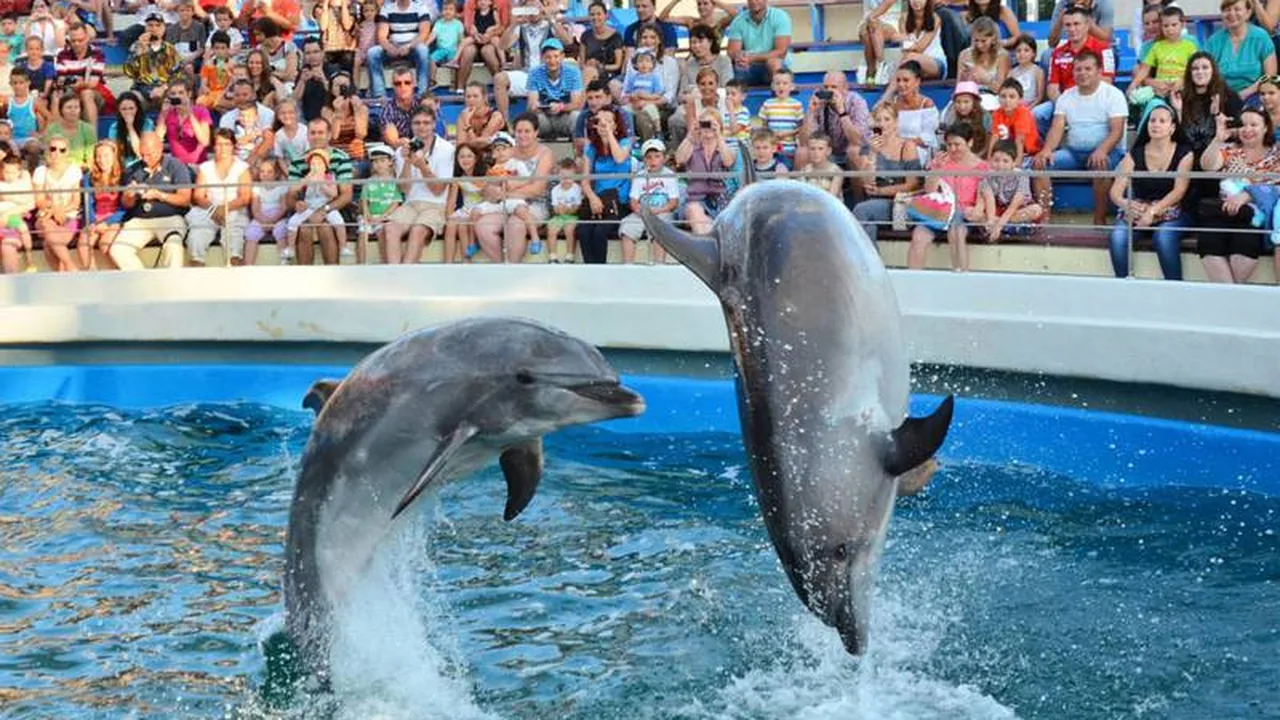 Agadir Dolphin Park Show - photo 6