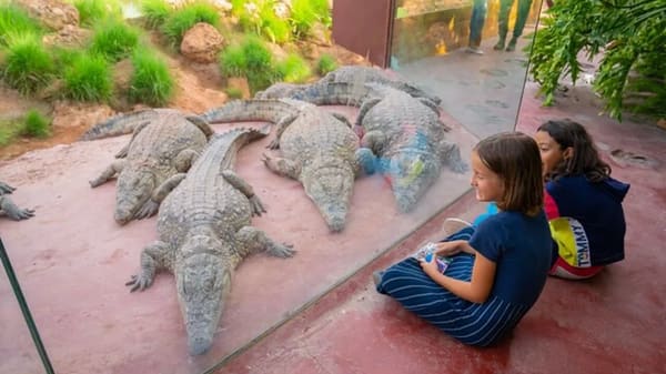 Crocoparc + Goats in the Argan Trees Tour