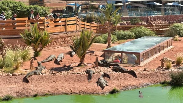 Crocoparc + Goats in the Argan Trees Tour - photo 4