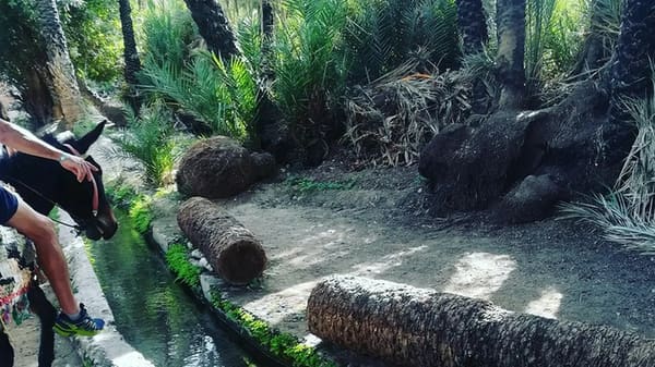 Taroudant & Tiout Oasis Day Trip from Agadir - photo 3