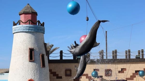 Agadir Dolphin Park Show