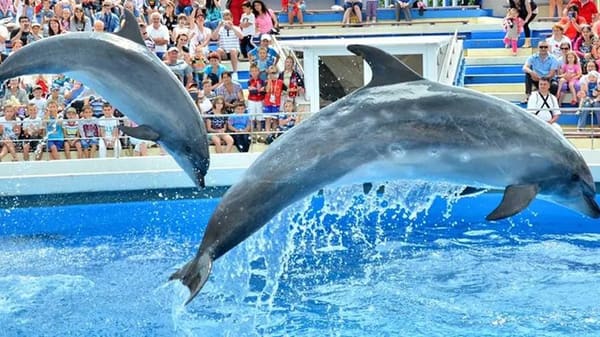 Agadir Dolphin Park Show - photo 2