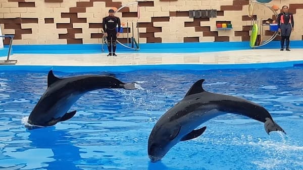 Agadir Dolphin Park Show - photo 3