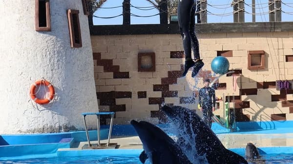 Agadir Dolphin Park Show - photo 4